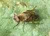 Thereva sp.